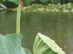 -陈家山荷花公园