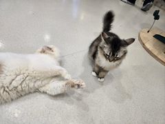 -共舞时光猫咖·狗咖(新街口店)