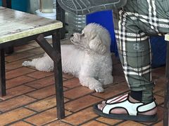 -郑记牛肉面(吉庆街店)