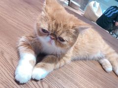 -瞄一喵猫咖(格力海岸店)
