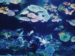 -暹罗海洋世界