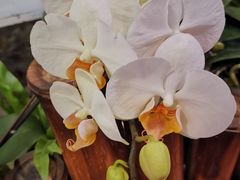 -东南花都花博园