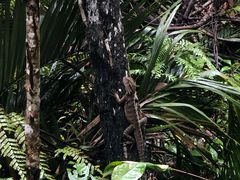 -热带雨林自然公园