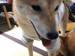 -逗柴咖啡屋·狗咖猫咖宠物桌游