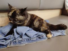 -喵园·猫主题咖啡厅·撸猫·猫咖(国贸店)