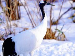 -钏路市丹顶鹤自然公园