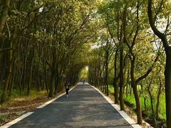 景点-同里国家湿地公园