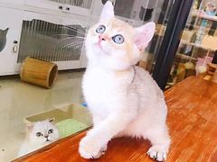 -东方名猫馆·英短金渐层布偶猫舍(环线广场1号楼店)