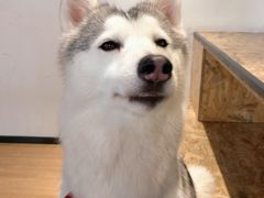 -Husky Go! 哈士奇体验馆·宠物咖啡厅狗咖