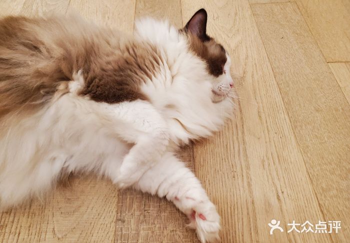 CAT’S MEWSTAR CAFE·喵星球猫屋(晴湾咖啡店)图片