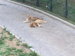 -大连森林动物园