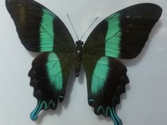 -上海昆虫博物馆