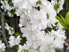 -南汇水蜜桃采摘(大团店)