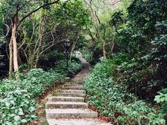 -野狸岛