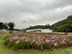 -野狸岛