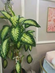 -YooMee优美智能科技美肤机构