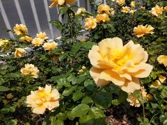 -杨高南路(地铁站)