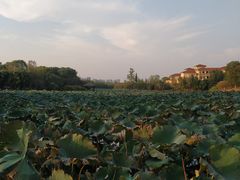 -艾溪湖湿地公园