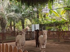 -呀路古热带植物园