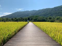 -艾米稻香小镇