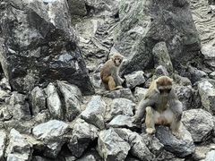 -贵州森林野生动物园