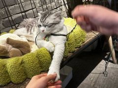 -楼上猫咖(罗湖店)