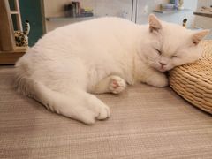 -飞行喵MR PILOT|猫舍·猫咖(静安大融城店)