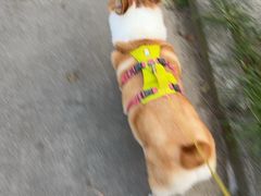 -悠尼宠物·独立低压伊珊娜洗护·美容·寄养(兰谷路店)