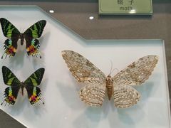 -上海昆虫博物馆
