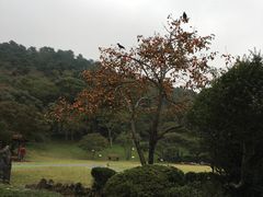 -汉拿树木园