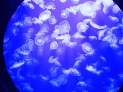 -成都浩海立方海洋公园