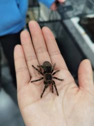 -Moni星球萌宠·小马宝莉·灵蛇·高端高阶全萌宠互动体验俱乐部(红豆国际广场店)