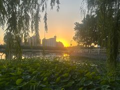 -莲花池公园