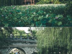 -莲湖公园