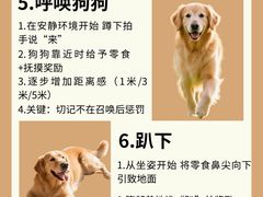 -翊宠yipet猫狗购宠庄园