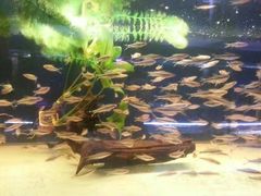 -中环花鸟鱼虫市场