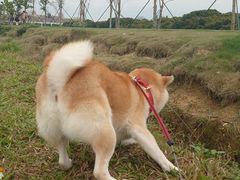 -艾米稻香小镇