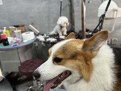 -宠福鑫康馨动物医院·骨科·眼科