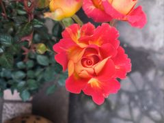 -盛焰铁板烧(王府井店)