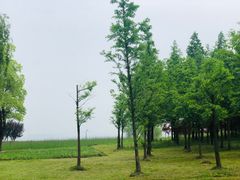 -苏州金鸡湖大酒店