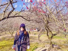 -香雪海