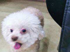 -瑞派宠物医院·中兽医专科(中央商城分院)