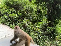 -黔灵山公园