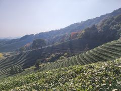-龙坞茶村