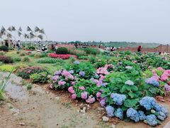 -空港花田景区