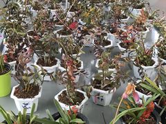 -南通洲际绿博园