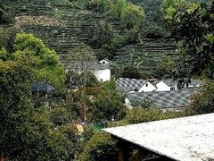 九溪人家-九溪烟树