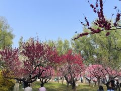 -莲花池公园