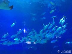 -烟台海昌鲸鲨海洋公园