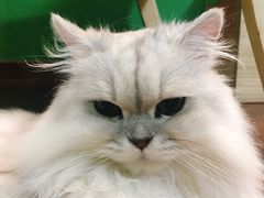 -李小姐の猫咖啡馆(五角场店)